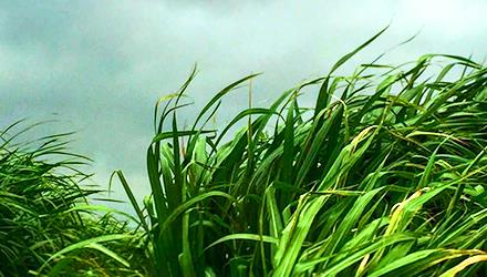 Mowing cuts swiftly across community parks and open spaces 